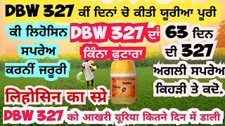 DBW 327 ਨੂੰ ਕਿੰਨੇ ਦਿਨਾਂ ਚੋ ਯੂਰੀਆ ਪੂਰੀ👈 DBW 327 wheat in Last uria Fertilizer