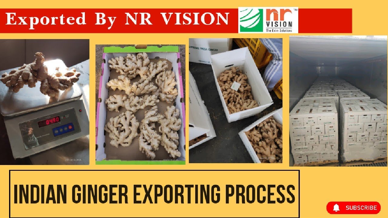 Ginger Export Packing For Usa Market From Nr Vision Exim Nashik Youtube