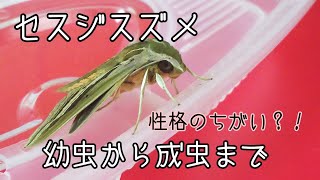 セスジスズメの幼虫から成虫まで