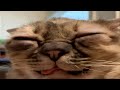 FUNNY CATS MEMES COMPILATION V11