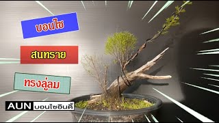 บอนไซสนทรายติดซาก ทรงลู่ลม EP.1