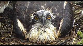 ~Dyfi Osprey Nest - Rybołowy - WIELKA WICHURA i DESZCZ - KARMIENIE ~ 03/07/2020