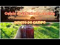 DO PÉ AO POTE: GELEIA DE JABUTICABA CASEIRA SUPER FÁCIL!