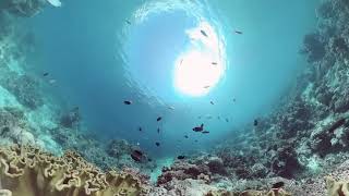 10 hours amazing underwater footage | Deep ocean sounds - sleep relax study meditation
