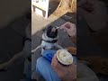 20250119お城のふもとのうまもん市場を満喫してしまうパグ パグ pug グルメ