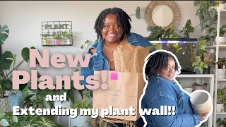 HOUSEPLANT HAUL |  new plants and extending my diy plant walll