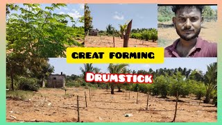 🌱மரத்தில் காய்க்கும் அனைத்துமே காசுதான் #விவசாயம் #greatforming #agreeculture #tamilagriculture #top