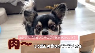 【チワワのごまじろー】鹿肉うますぎて動かなくなるww #大食い #動物 #ワンテーブル