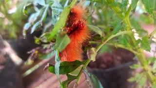 Cannabilism in the Red hairy caterpillar