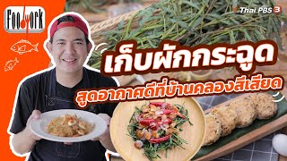 เก็บผักกระฉูด สูดอากาศดีที่บ้านคลองสีเสียด | Foodwork