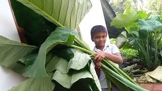 ചീര ചേമ്പ് ഇല തോരൻ 🥬ഒരുപാട് പോഷക ഗുണമുള്ള ഇലകറി 🥕🍆