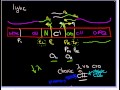 Lambda Phage part 3: Gene regulation in lytic vs. Lysogenic Cycle