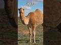 2023 camel 🐫 and 5000 bce camel 🐫 // mythical biology // time travel 🌎