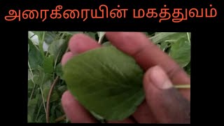 அரைக்கீரை மருத்துவ பயன்கள்