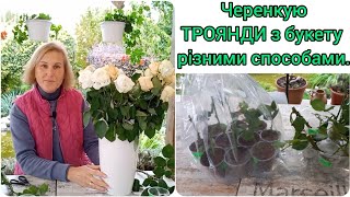 Розмноження Троянд з Букету Кількома Способами#укоренениерозизбукета#вкоріненнятрояндзбукету#троянди