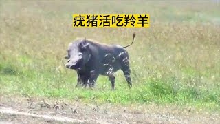 疣豬生吃剛出生的小羚羊！ #動物世界 #萬物皆有靈性