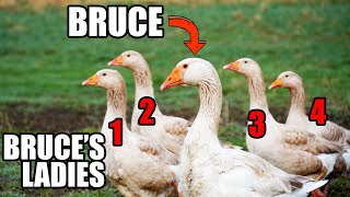 Bruce, the Goose with Too Many Girlfriends