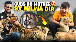 Lion Cub Udaas Ho gaye 😐 Cubs ko 1 Week Bad Mother sy Milwany Le Gaye 😍 | Nouman Hassan