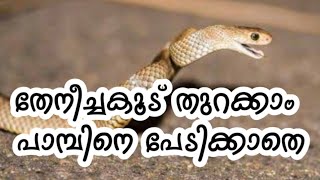 തേനീച്ചകൂട് തുറക്കാം പാമ്പിനെ പേടിക്കാതെ || You can open the hive without being afraid of snakes