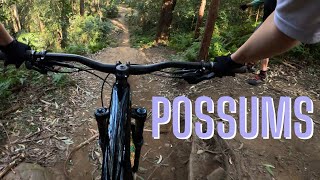 My favourite MTB trails at Possums