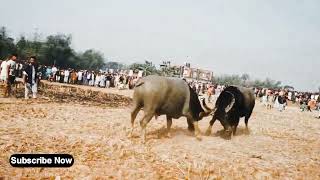 How to make buffalo fight 2024-চমৎকার মহিষের লড়াই ২০২৪#fight