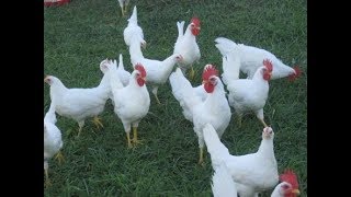 How to breed white lagan chicken