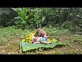 Single mother picking star fruit to sell at the market - the miserable life of a single mother