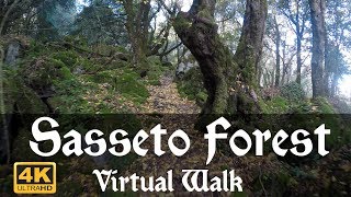Sasseto Forest Tour - Fairytale Woods - 4K