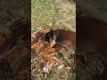 malinois is shredding a log while working on impulse control