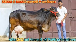 27 लीटर तक दूध वाली अच्छी गाय बिकाऊ। 55000 से दाम शुरू। Rao Ji Dairy Farm Sri Ganganagar