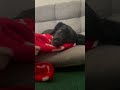 動画だよ❗️瞬きゼロ😆 まばたき くりくりおめめ 愛犬 dog 犬のいる暮らし 癒し かわいい犬 doglife おすすめ 癒しわんこ 黒犬 まったり cutedog