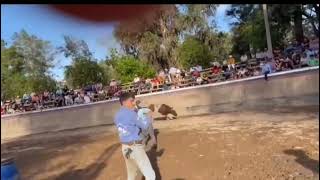 domaduras de toros y potros