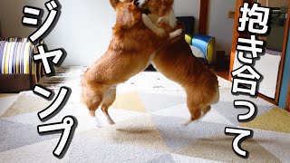 オモチャが嬉しすぎて、抱き合ってジャンプするコーギー！！Cute corgis hugging and jumping！