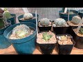 HUNGRY BIRD GOT INTO THE GREENHOUSE. OF COURSE IT WANTS TO EAT MY RARE CACTUS! NOT COOL! #cactus