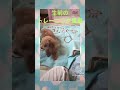 愛犬から教わった事。 shorts 犬 dog トリミング 噛み犬