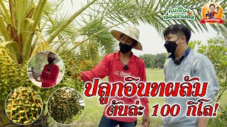 EP.27 ปลูกอินทผลัมยังไง ให้ได้ต้นละ 100 กิโลกรัม เพิ่มกำไร แถมยังลดต้นทุนได้อีก