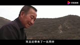 山西大爷放羊发现“金凤凰”，坚持喂养四年，结果如何？