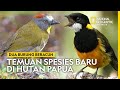 DUA SPESIES BARU BURUNG BERACUN DITEMUKAN DI HUTAN PAPUA