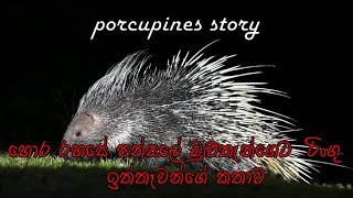 porcupines story   හොර රහසේ පන්සලේ මුළුතැන්ගෙට  රිංගු   #ඉත්තෑවන්ගේ කතාව