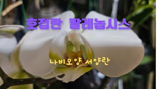 선물 받은 호접란 꽃이져도 버리지 마세요. 다시 꽃을 피울 수 있습니다. #서양란 #호접란