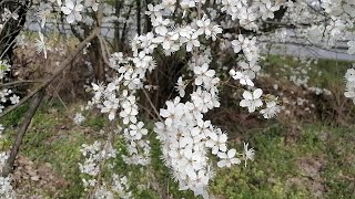 ดอก​ลูกพรุน​พรุน​ป่า​#พรุนป่า #nature​ #ดกๆงามๆ💮💮❤️❤️