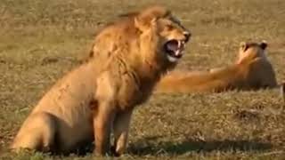 How to Face wild animal comedy | अचानक झाला जंगली हमला | Can Mangesh survive wild attack funny