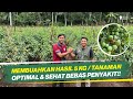 PANEN OPTIMAL BUKAN MAKSIMAL‼ PERAWATAN TEPAT TANAMAN TOMAT DIMUSIM HUJAN‼