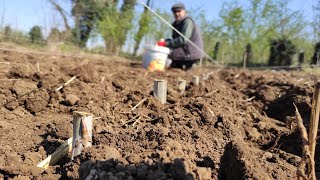 Kavak Çeliği Dikiyoruz! Bir Günde 10.000 Tane Diktik