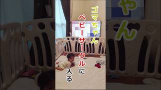 ゴマちゃん、ベビーサークルに入る | Baby GOMA enters the playpen #shorts