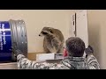 raccoon vs man vs pants ozzy man reviews