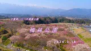 いなべ市梅林公園  20240306