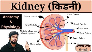 Kidney Anatomy and Physiology in Hindi | Kidney Structure and Function | Nursing | Pharmacy | MLT