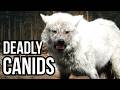 Ranking 10 Of The Deadliest Wild Canines From Least Deadly To Deadliest