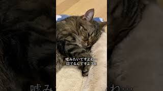 ホントに寝てるの…？笑【アメショのほっけ】 #猫